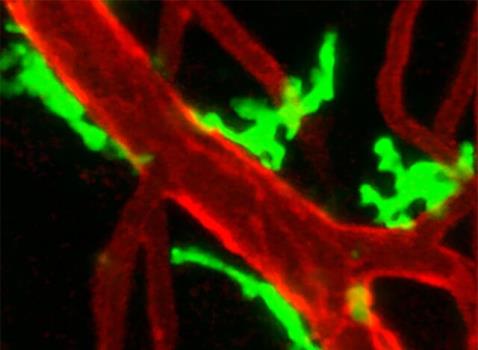 كشف قابلیت جدید سلول های ایمنی در ترمیم بافت های لطمه دیده