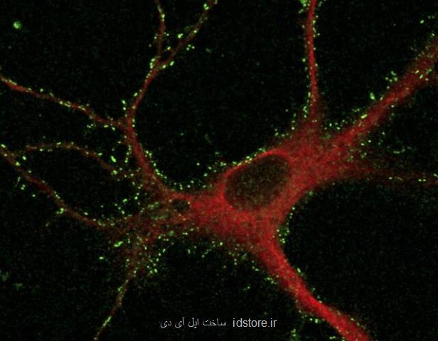 پروتئین هایی كه اسرار حافظه و یادگیری را فاش می كنند