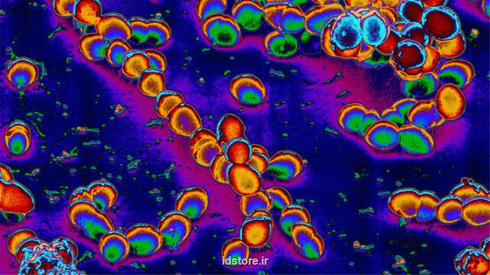 معکوس شدن روند پیری مغز با باکتری روده