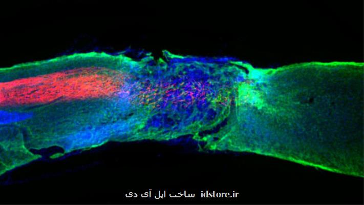 راه رفتن مجدد موش های فلج با یک داروی جدید