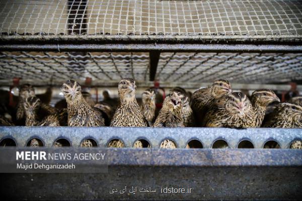 چاره بومی برای چالش های تغذیه دام و طیور با فناوری نانو
