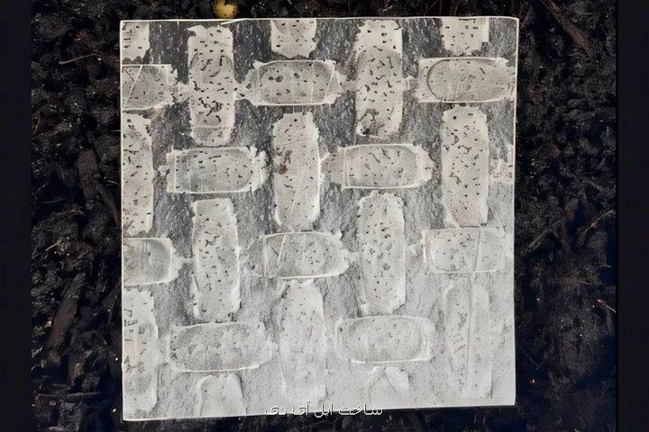 برنج به ربات نرم تبدیل می شود