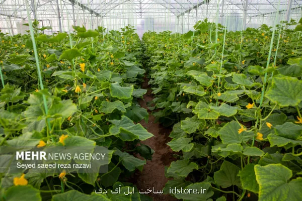 ضعف سیاستگذاری مهم ترین گره کور گلخانه داری ایران