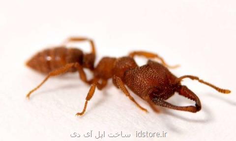 این مورچه سریع ترین حیوان جهان است!