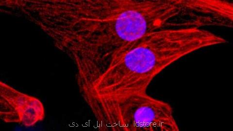 پیشگیری از رد پیوند سلول های بنیادی با كمك اصلاح ژن كریسپر