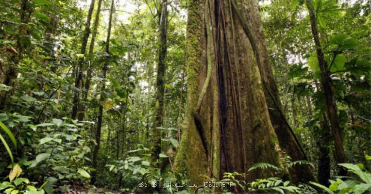 بلندترین درخت جنگل آمازون شناسایی شد