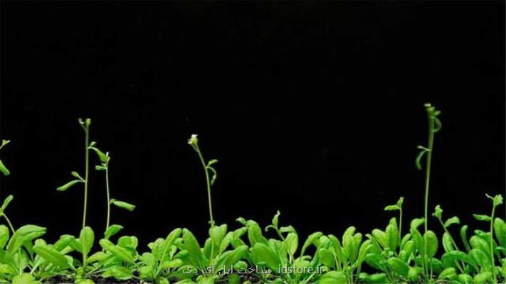 چگونه گیاهان از میكروب های خوب برای رشد خود استفاده می كنند؟