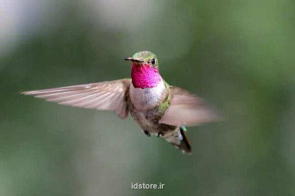 پرندگان می توانند رنگ هایی غیرقابل تصور را ببینند