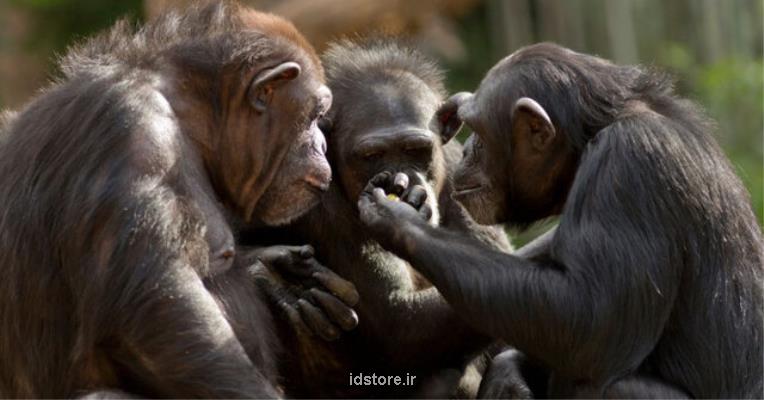 شامپانزه های مسن دوستان واقعی خویش را گزینش می كنند