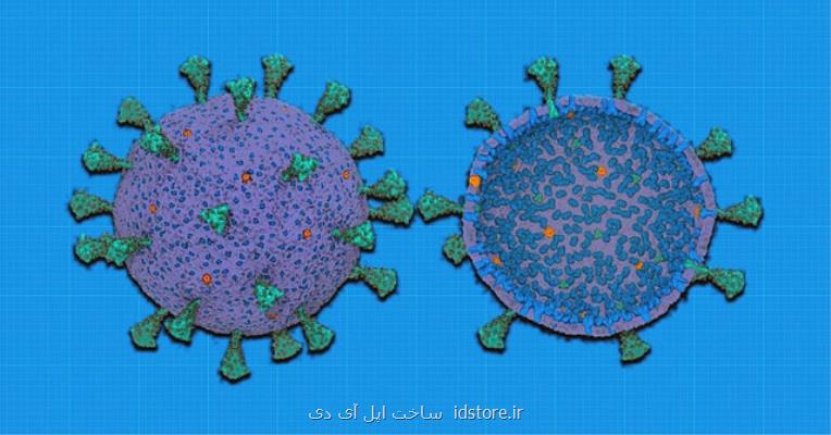 ابداع اولین مدل محاسباتی كاربردی جهت بررسی كروناویروس