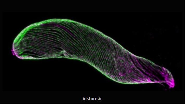 بررسی اسكلت انگل مالاریا